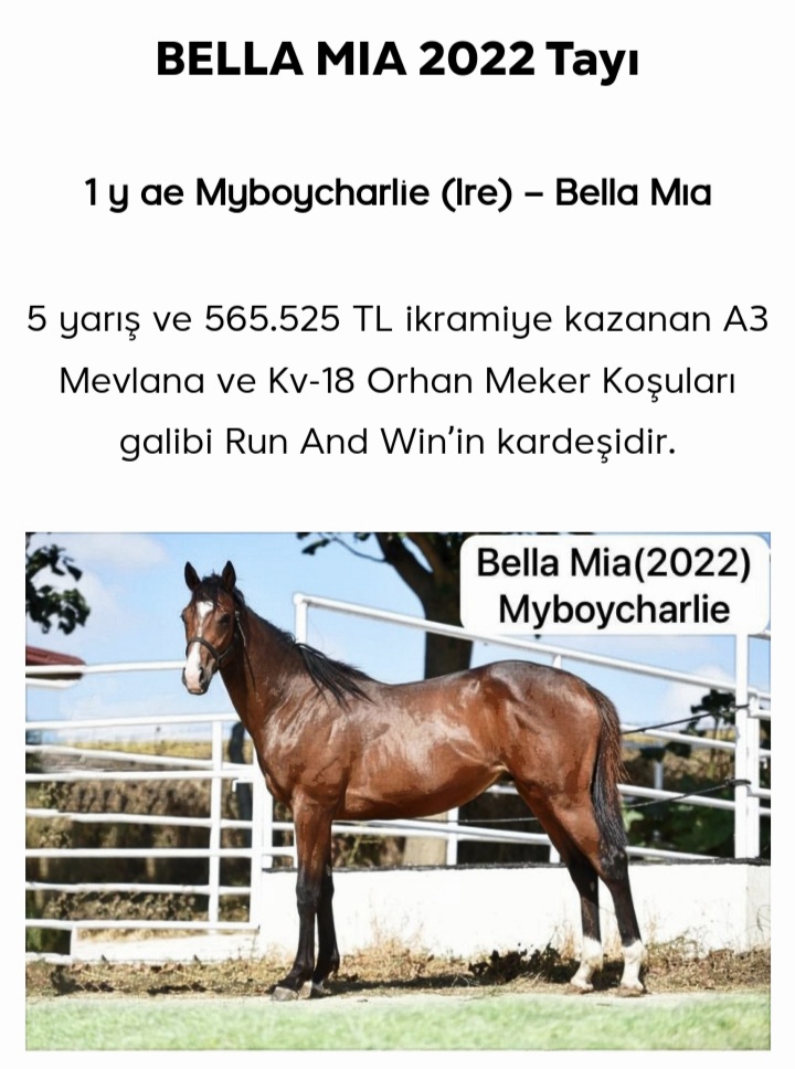 1 BUÇUKLU ÇİFTLİKTE VE SAHADA İDMANDA ELİT İNG.TAYLAR 